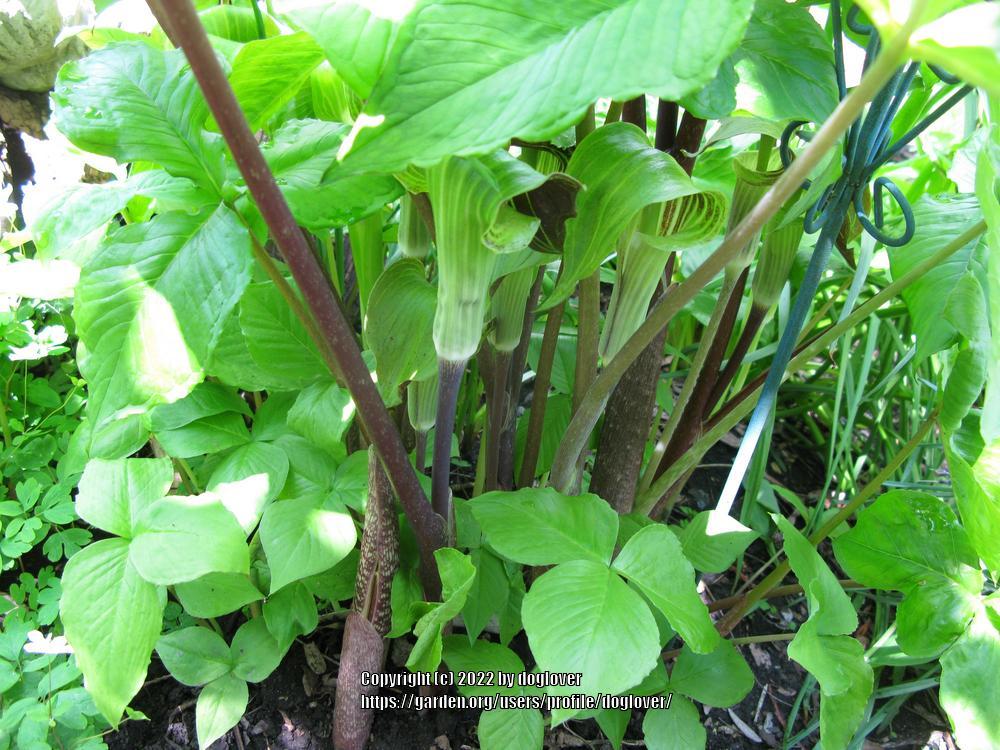 Photo of Jack in the Pulpit (Arisaema triphyllum) uploaded by doglover