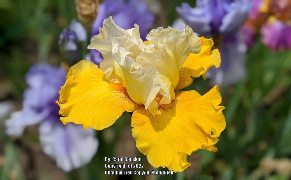 Photo of Tall Bearded Iris (Iris 'Salzburg Echo') uploaded by Artsee1