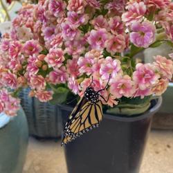 Location: Tampa, Florida
Date: 2022-03-15
My beautiful blooming kalanchoe with a newly emerged monarch butt