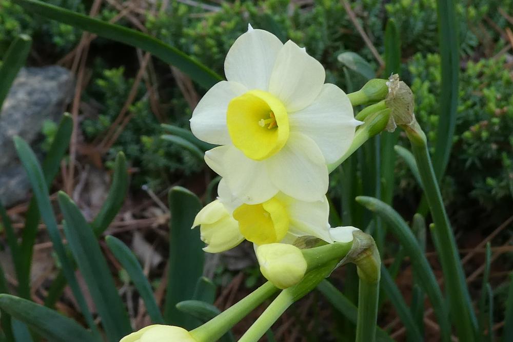Photo of Tazetta Daffodil (Narcissus 'Minnow') uploaded by LoriMT