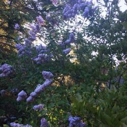 Location: Southern Maine
Date: 2020-05-31
Mature common lilac.  Wonderful fragrance.