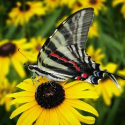 Location: southeast Nebraska 
Date: 2020-07-26
Zebra swallowtail butterfly on Viette's Little Suzy