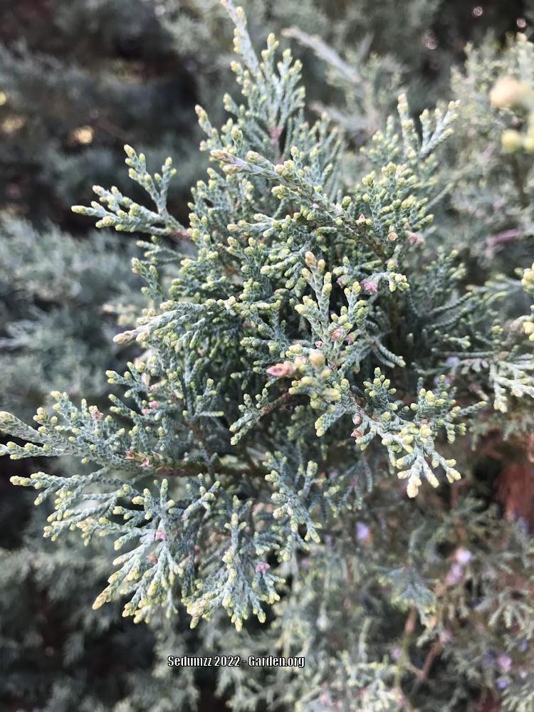 Photo of Juniper (Juniperus) uploaded by sedumzz