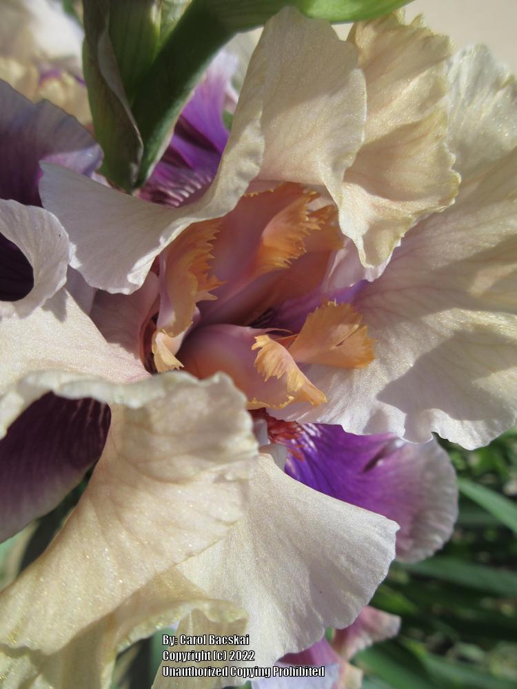 Photo of Tall Bearded Iris (Iris 'Smoke and Thunder') uploaded by Artsee1