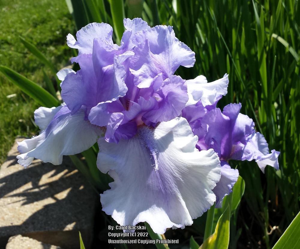 Photo of Tall Bearded Iris (Iris 'Bye Bye Blues') uploaded by Artsee1