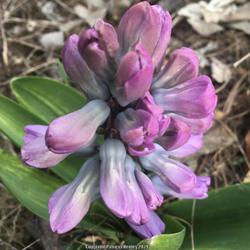 Location: Baltimore, Ohio
Date: 2022-03-22
Hyacinth ‘Splendid Cornelia’ in bud