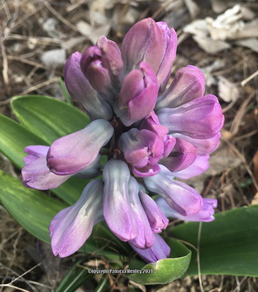Photo of Dutch Hyacinth (Hyacinthus orientalis 'Splendid Cornelia') uploaded by Hortaholic