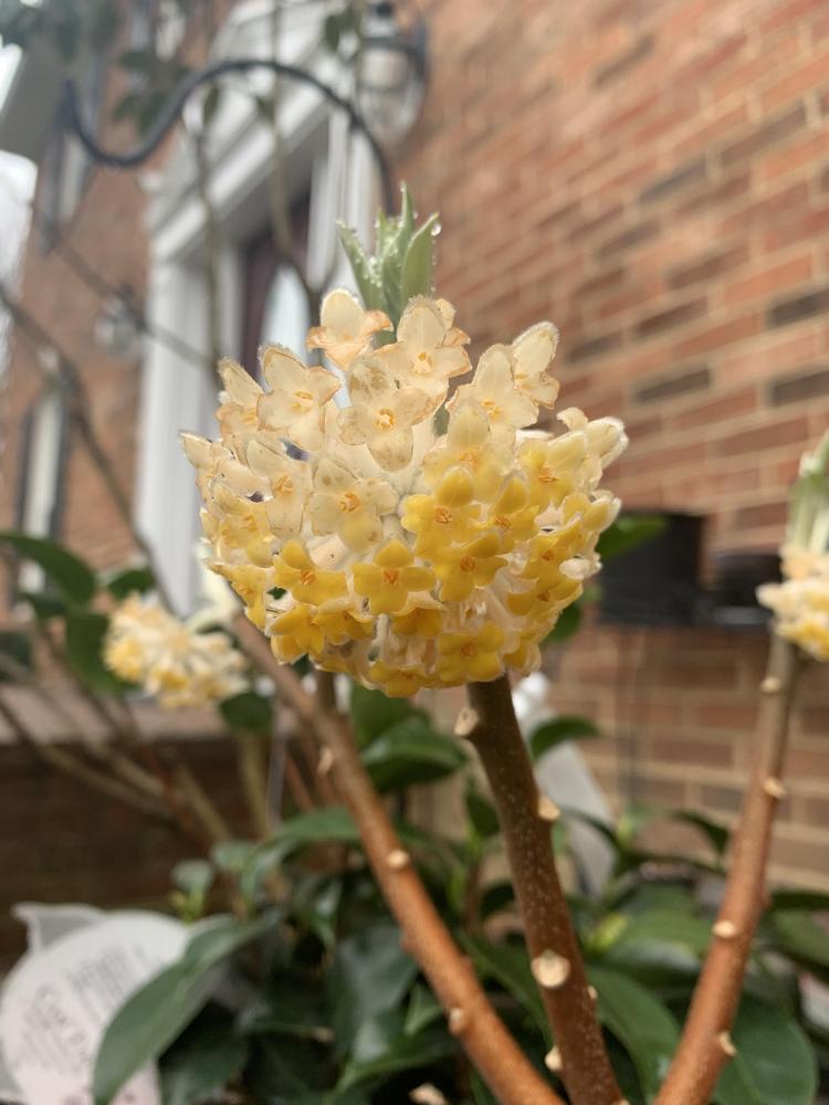 Photo of Oriental Paperbush (Edgeworthia chrysantha) uploaded by JebobaTea