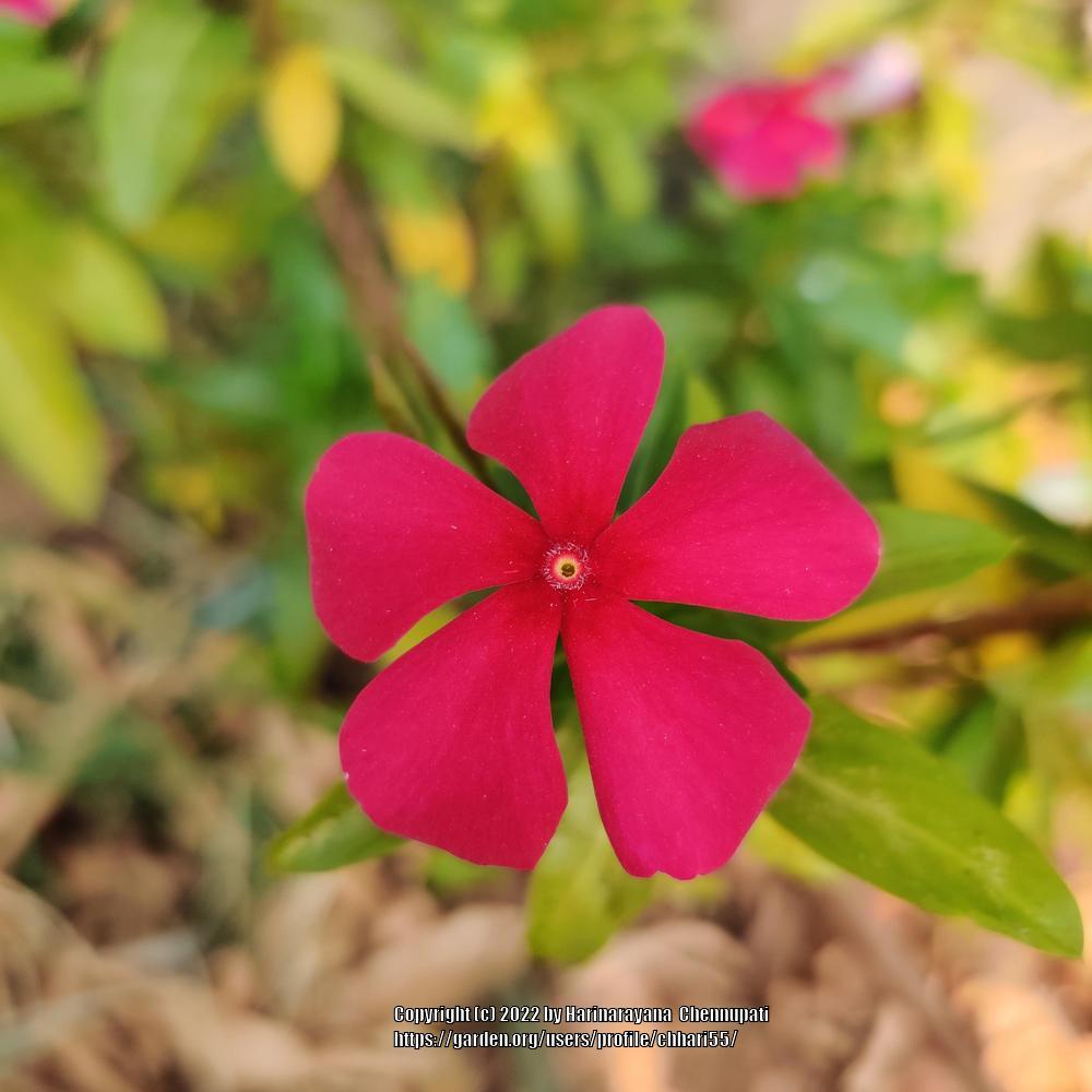 Photo of Vinca (Catharanthus roseus) uploaded by chhari55