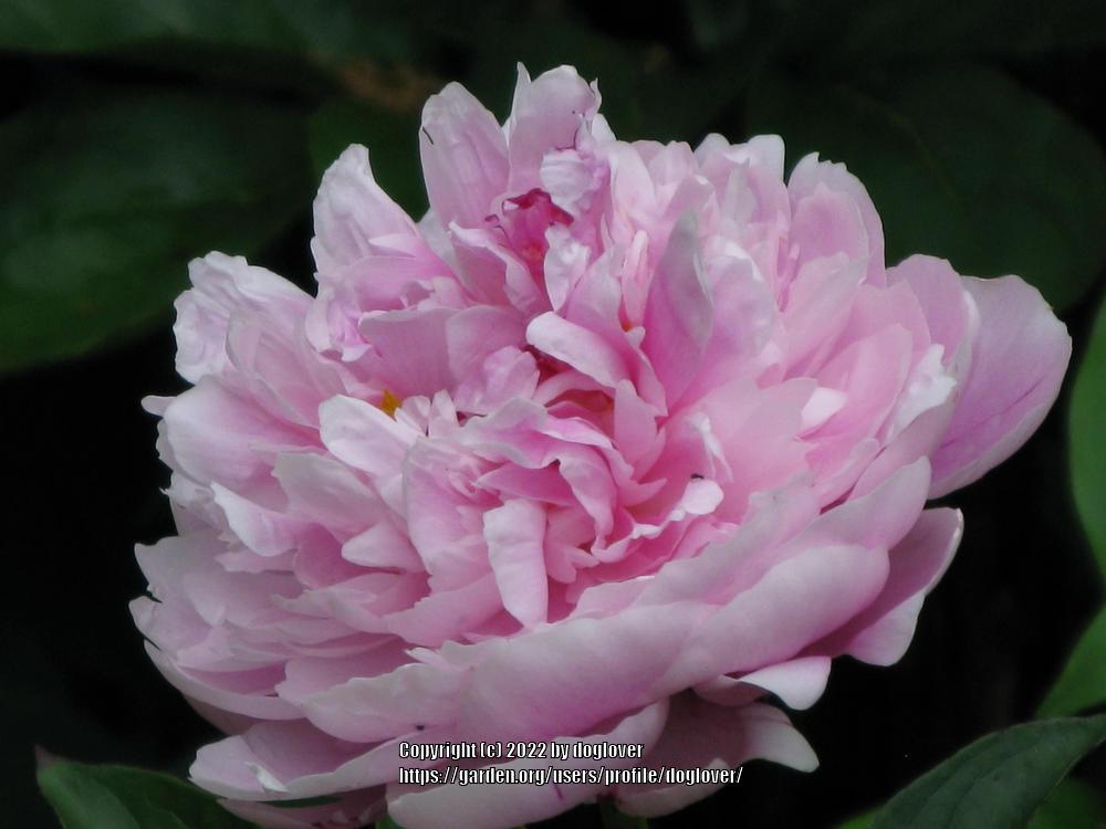 Photo of Chinese Peony (Paeonia lactiflora 'The Fawn') uploaded by doglover