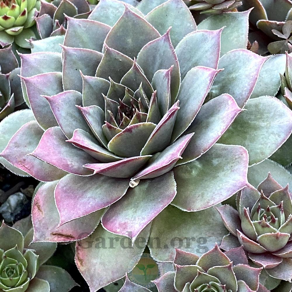 Photo of Hen and Chicks (Sempervivum 'Pink Charm') uploaded by springcolor