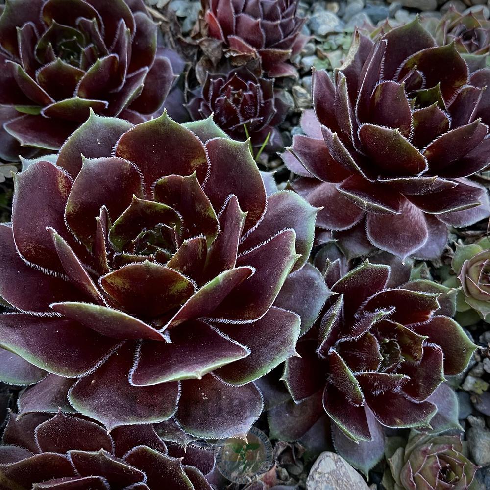 Photo of Hen and Chicks (Sempervivum 'Pacific Daemon') uploaded by springcolor
