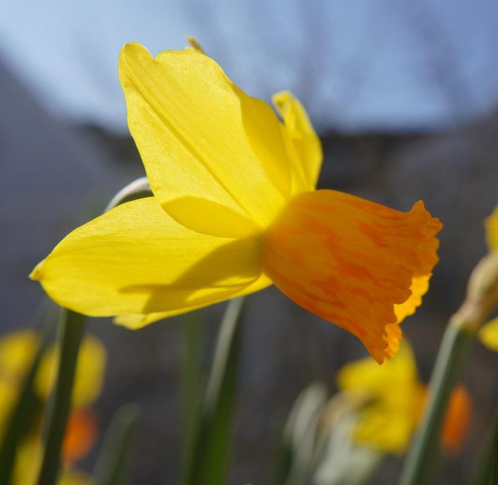 Photo of Cyclamineus Daffodil (Narcissus 'Jetfire') uploaded by D3LL