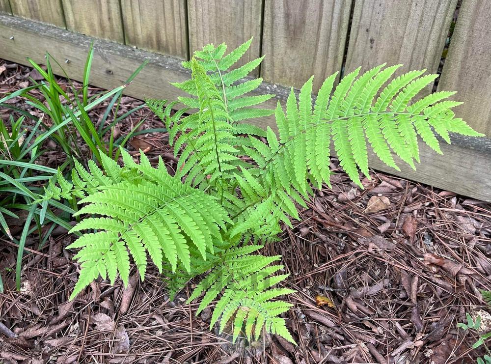 Photo of Ostrich Fern (Matteuccia struthiopteris) uploaded by Hamwild