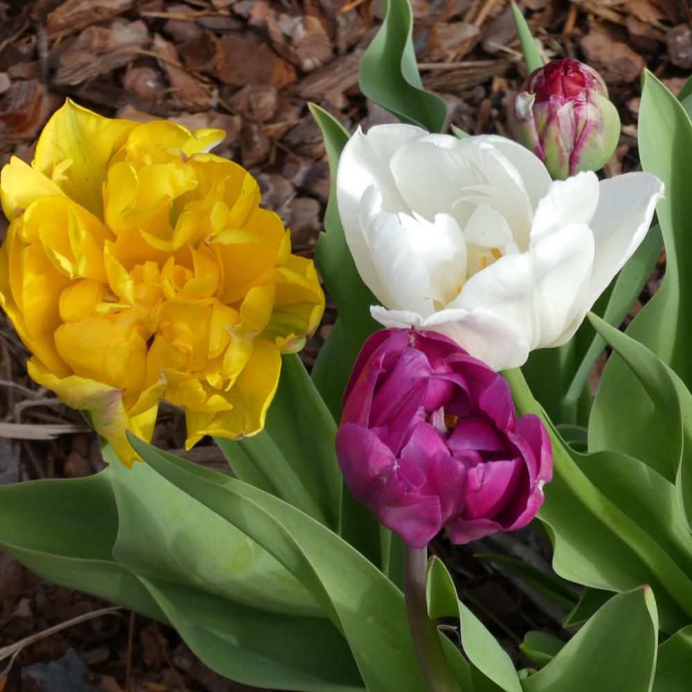 Photo of Tulips (Tulipa) uploaded by LoriMT