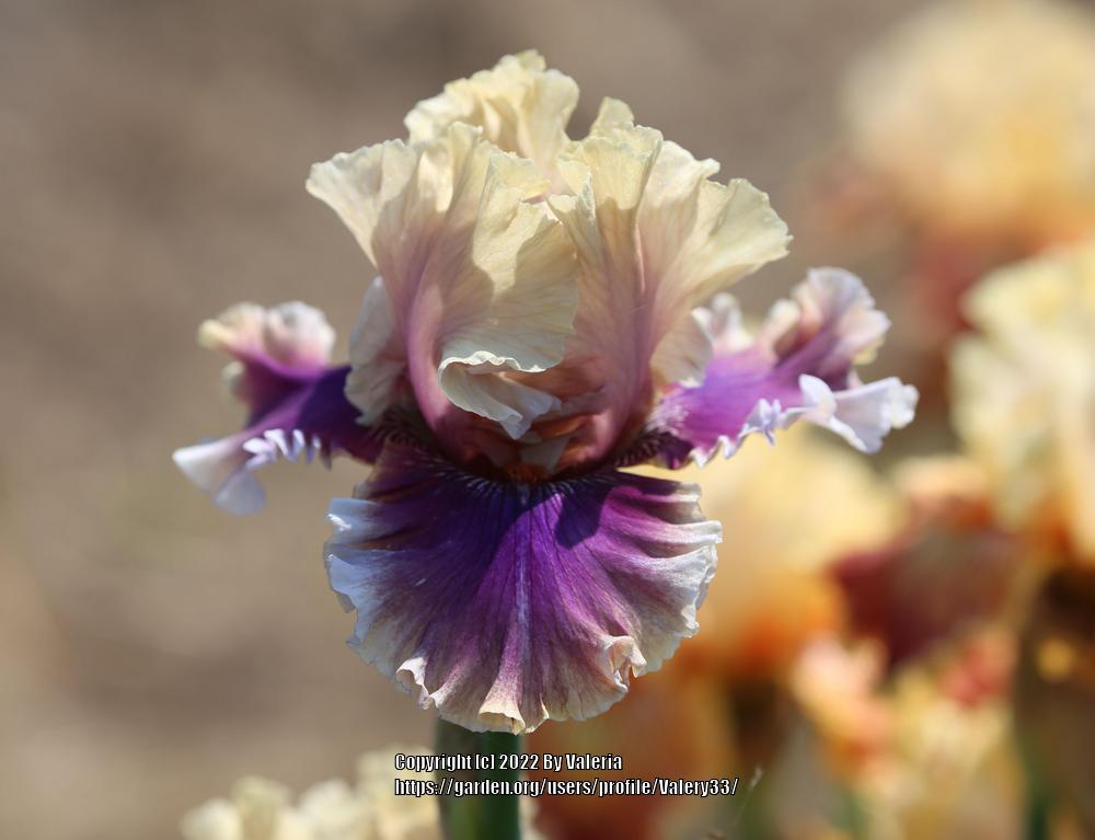 Photo of Tall Bearded Iris (Iris 'Smoke and Thunder') uploaded by Valery33