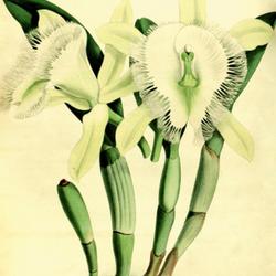 
Date: c. 1887
illustration [as Brassavola digbyana] from 'The Orchid Album', vo