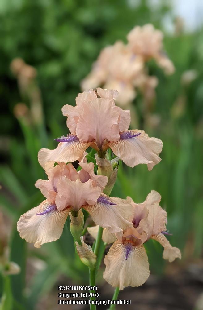 Photo of Intermediate Bearded Iris (Iris 'Concertina') uploaded by Artsee1