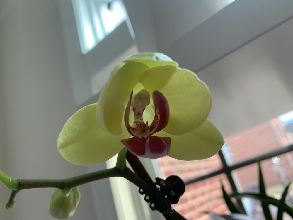 Photo of Moth Orchid (Phalaenopsis) uploaded by JebobaTea