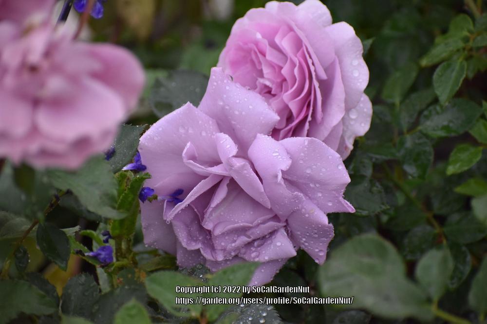 Photo of Rose (Rosa 'Blue Moon') uploaded by SoCalGardenNut