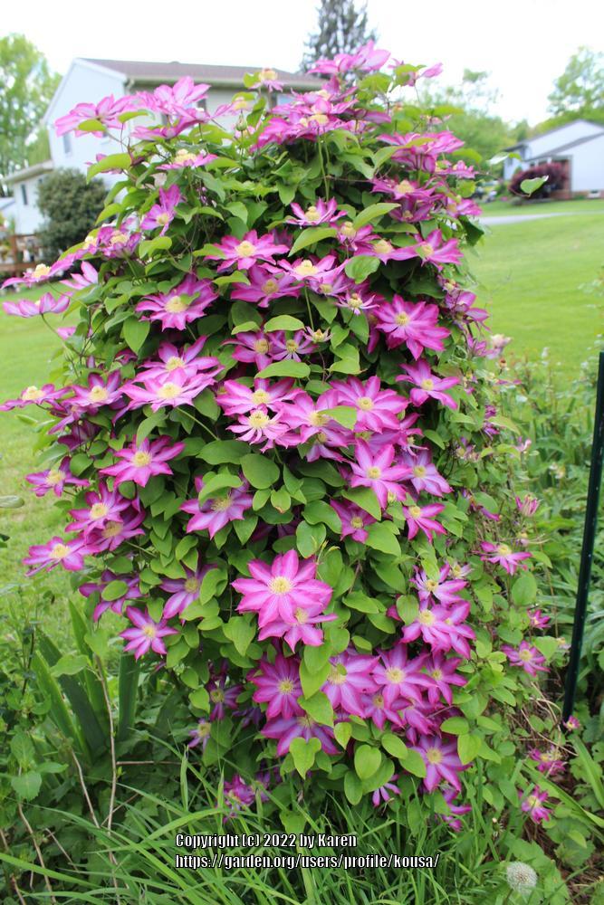 Photo of Clematis 'Pink Champagne' uploaded by kousa