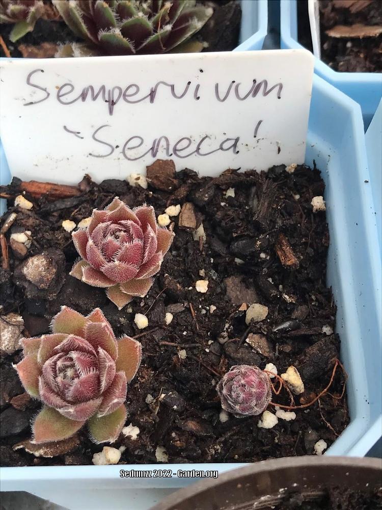 Photo of Hen and Chicks (Sempervivum 'Seneca') uploaded by sedumzz