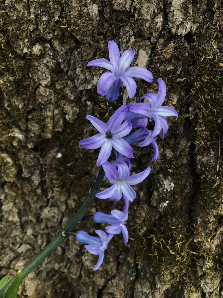 Photo of Hyacinths (Hyacinthus) uploaded by Fieldsof_flowers