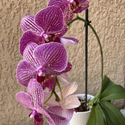 Location: Tampa, Florida
Date: 2022-03-25
My 4 year old orchid has rebloomed.