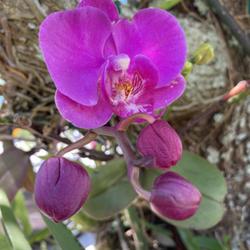 Location: Tampa, Florida
Date: 2022-03-25
My moth orchids growing wild on my oak tree.