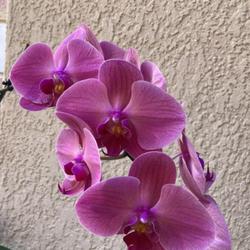 Location: Tampa, Florida
Date: 2022-03-25
My 2 year old Publix orchids has rebloomed.