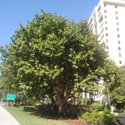 Location: Lauderdale-by-the-Sea, Florida
Date: 2022-02-14
full-grown tree in a condo landscape