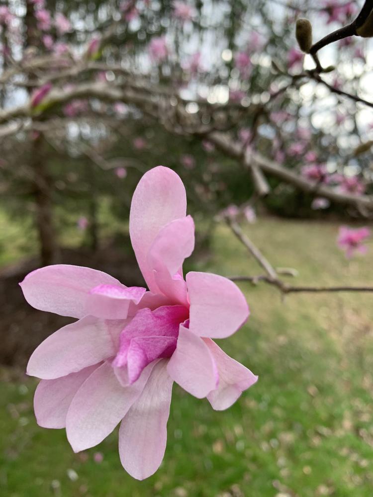 Photo of Magnolias (Magnolia) uploaded by JebobaTea