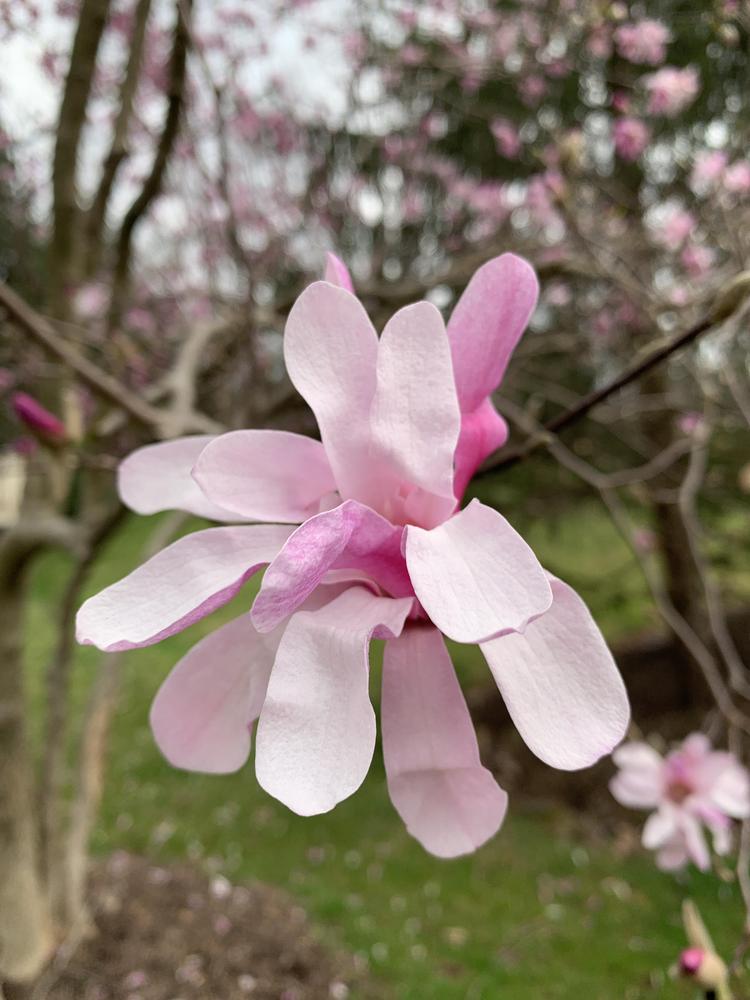 Photo of Magnolias (Magnolia) uploaded by JebobaTea