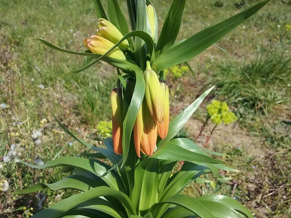 Photo of Crown Imperial Fritillaria (Fritillaria imperialis) uploaded by Lucius93