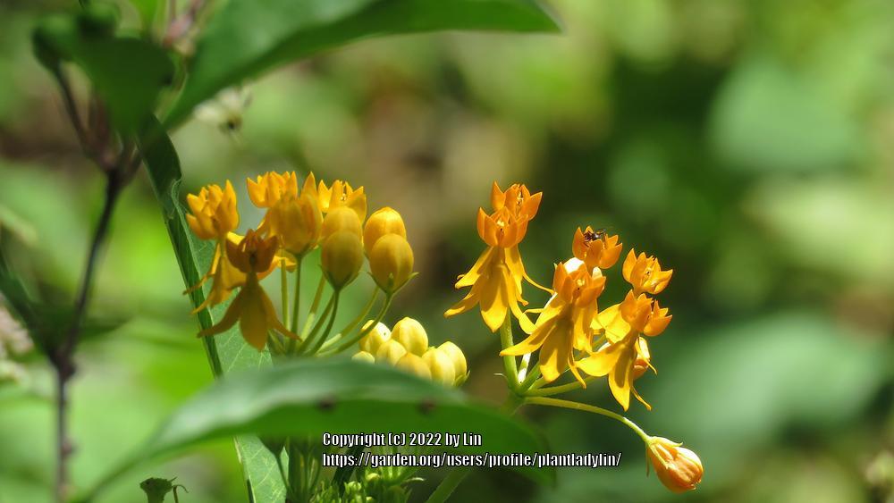 Photo of Tropical Milkweed (Asclepias curassavica 'Silky Gold') uploaded by plantladylin
