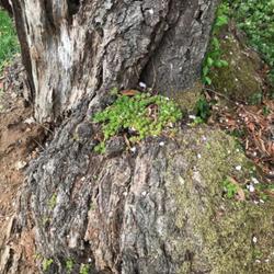 Location: Fairfax, VA
On tree trunk of cherry trea