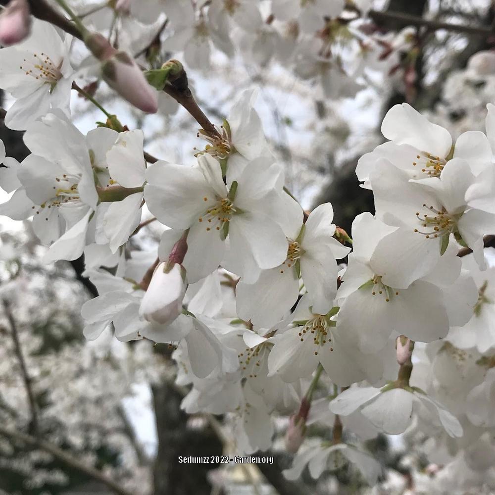 Photo of Yoshino Cherry (Prunus x yedoensis) uploaded by sedumzz
