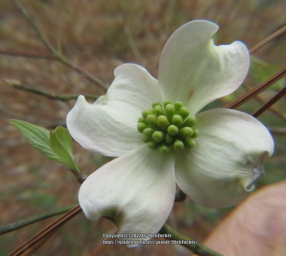 Photo of Flowering Dogwood (Cornus florida) uploaded by WebTucker