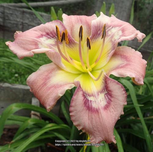 Thumb of 2022-03-27/daylilly99/16271d