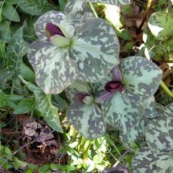 Location: MY GARDEN
Date: 2022-03-27
Toadshade (Trillium sessile) TOOK THIS PHOTO IN MY YARD TODAY  3-