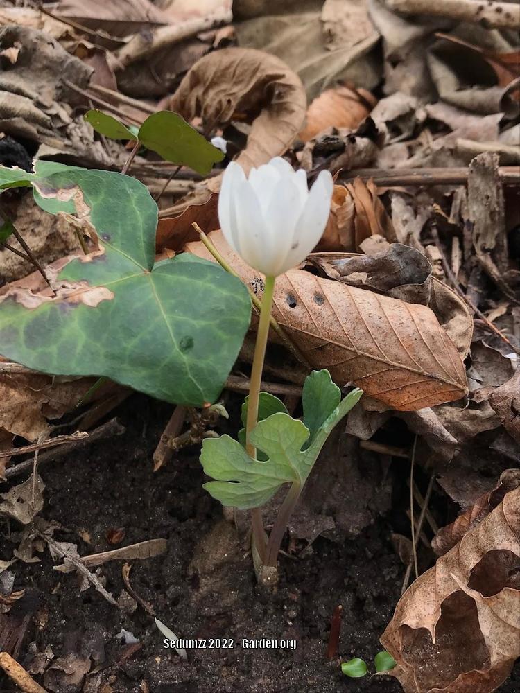 Photo of Bloodroot (Sanguinaria canadensis) uploaded by sedumzz