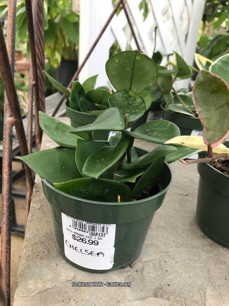 Photo of Wax Plant (Hoya carnosa 'Chelsea') uploaded by sedumzz