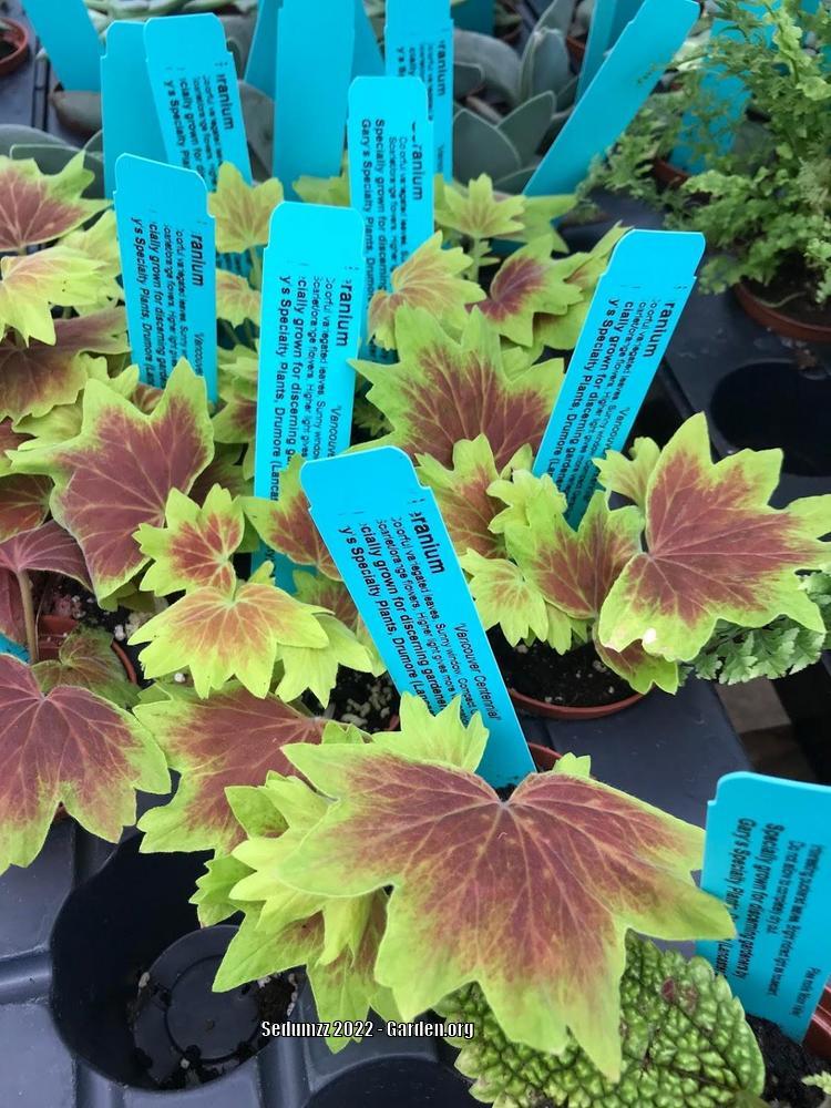 Photo of Zonal Geranium (Pelargonium x hortorum 'Vancouver Centennial') uploaded by sedumzz