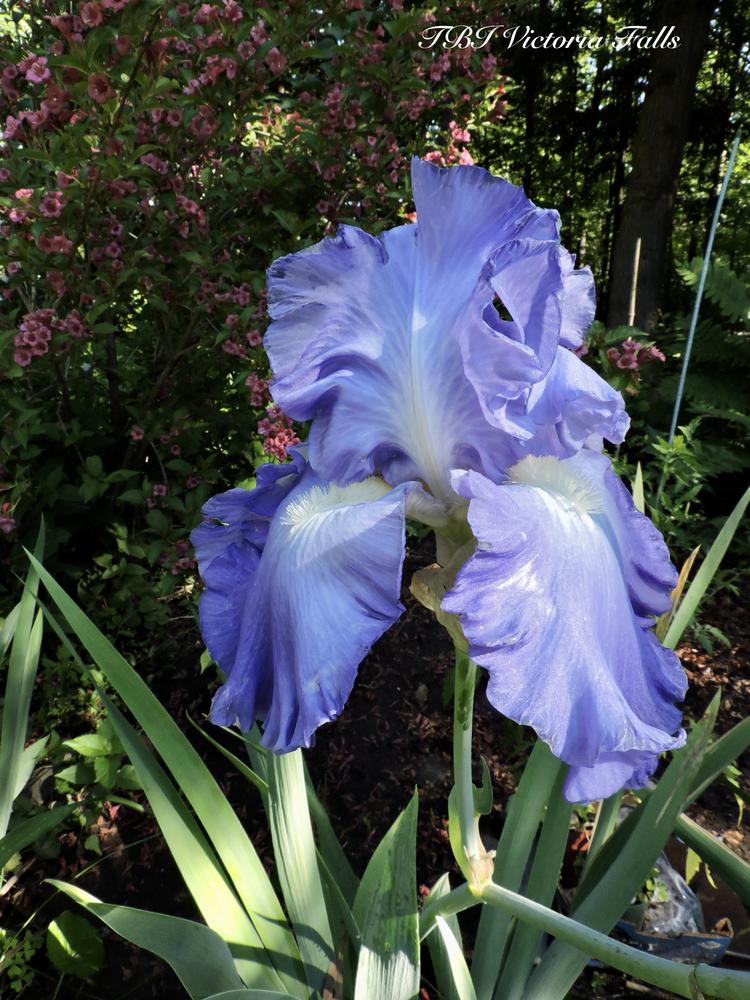 Photo of Tall Bearded Iris (Iris 'Victoria Falls') uploaded by Hemlass