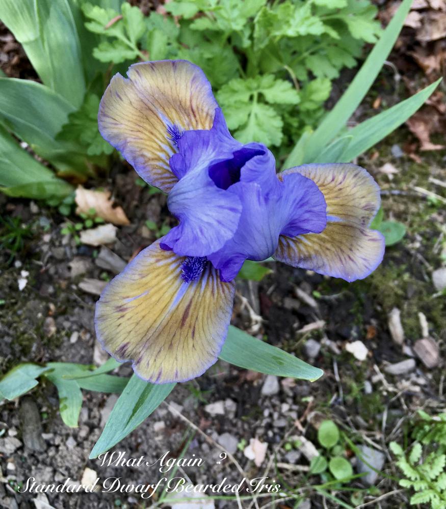 Photo of Standard Dwarf Bearded Iris (Iris 'What Again') uploaded by Hemlass