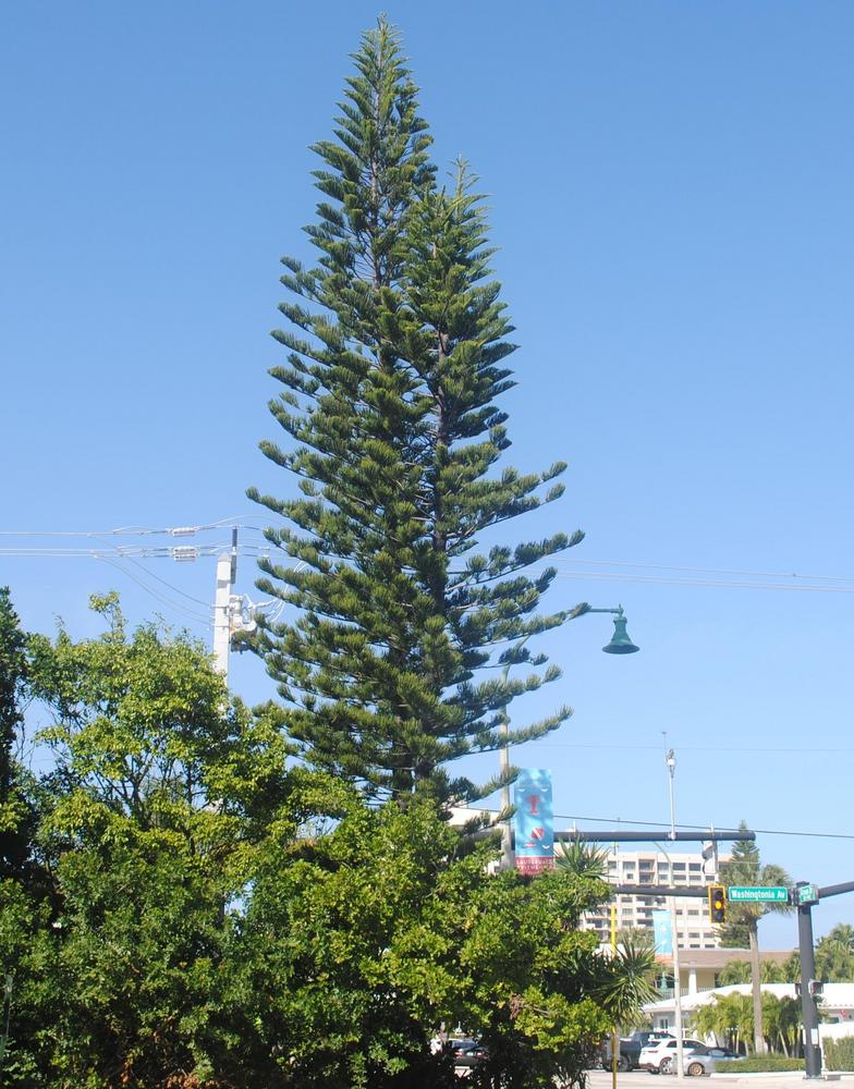 Photo of Norfolk Island Pine (Araucaria heterophylla) uploaded by ILPARW