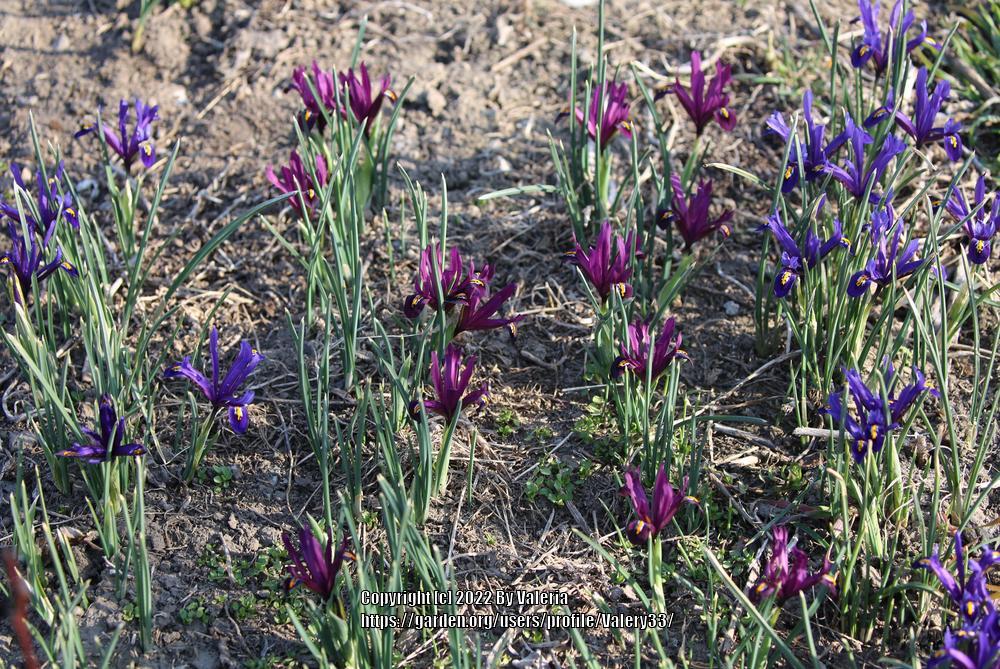 Photo of Reticulated Iris (Iris reticulata) uploaded by Valery33