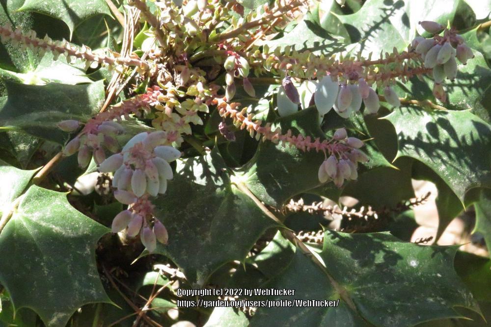 Photo of Japanese Mahonia (Mahonia japonica) uploaded by WebTucker