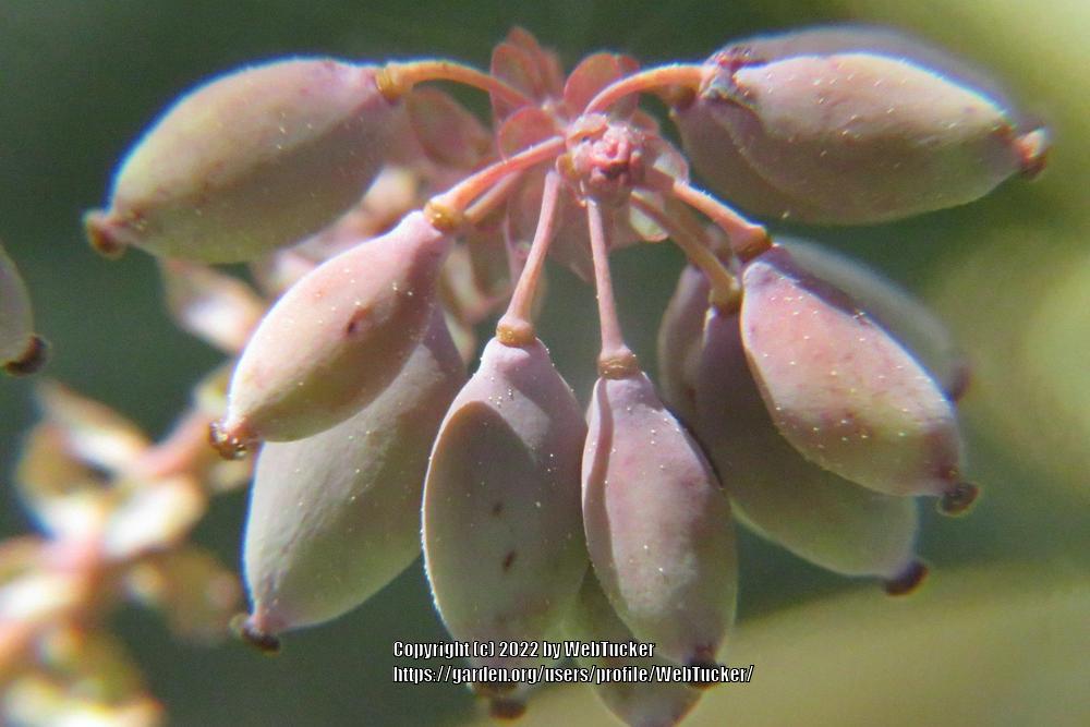 Photo of Japanese Mahonia (Mahonia japonica) uploaded by WebTucker