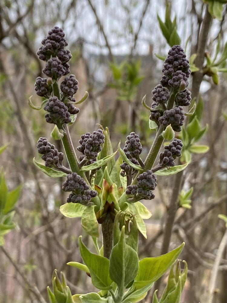 Photo of Common Lilac (Syringa vulgaris) uploaded by csandt